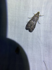 Euzophera ostricolorella