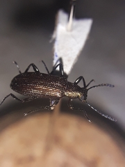 Tenebrionidae