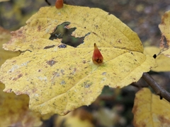 Hormaphis hamamelidis
