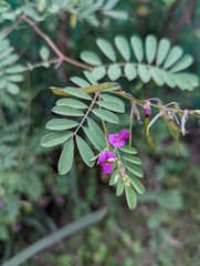 Tephrosia purpurea