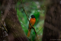 Pericrocotus flammeus