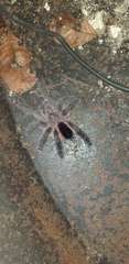 Avicularia variegata