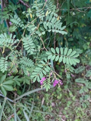 Tephrosia purpurea