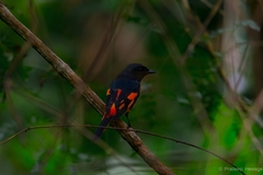 Pericrocotus flammeus