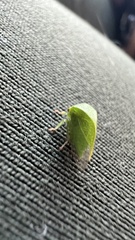 Spissistilus festinus