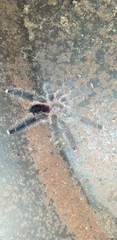 Avicularia variegata