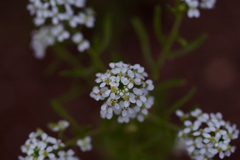 Bifora americana