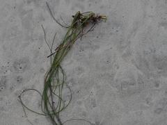 Phyllospadix torreyi