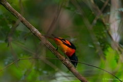 Pericrocotus flammeus