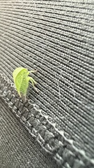 Spissistilus festinus