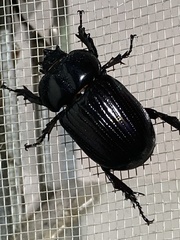 Phileurus