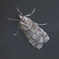 Scoparia chiasta