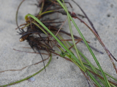 Phyllospadix torreyi