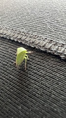 Spissistilus festinus