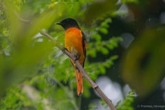 Pericrocotus flammeus