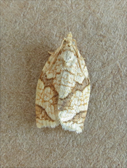 Adoxophyes negundana