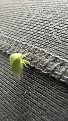 Spissistilus festinus