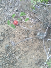 Peniocereus striatus