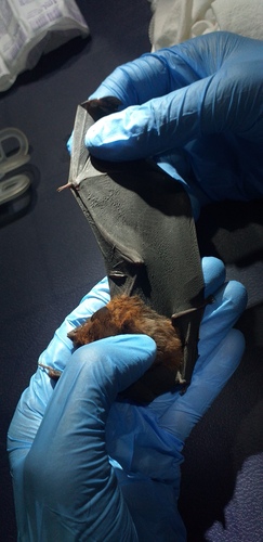 Chestnut Sac-winged Bat