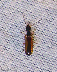 Leptotrachelus dorsalis