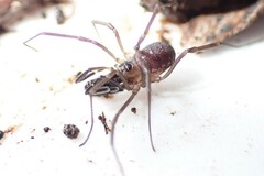 Oskoron spinosus