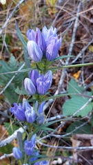 Gentiana decora