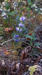 Gentiana decora