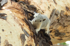 Callosciurus pygerythrus