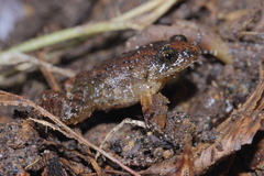 Miniature Night Frog photo 2