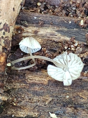 Mycena mirata