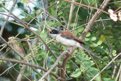 Lanius collurioides