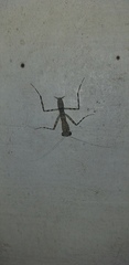 Liturgusidae