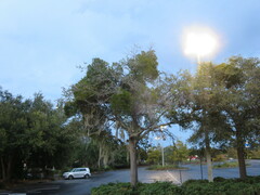 Phoradendron leucarpum