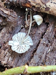 Mycena mirata