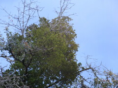 Phoradendron leucarpum