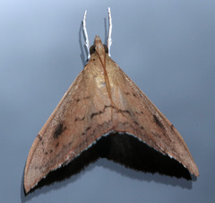 Hyalobathra