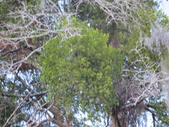 Phoradendron leucarpum