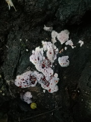 Punctularia atropurpurascens