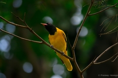 Oriolus xanthornus