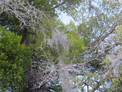 Phoradendron leucarpum