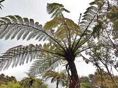 Cyathea medullaris