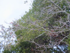 Phoradendron leucarpum