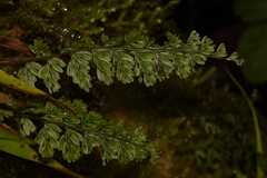 Hymenophyllum