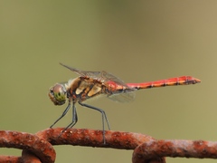 Sympetrum frequens