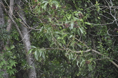 Orthotomus atrogularis