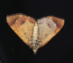 Chrysolarentia
