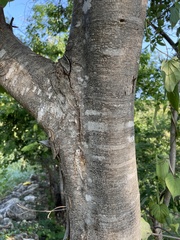 Lysiloma divaricatum