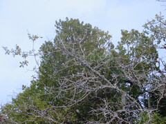 Phoradendron leucarpum