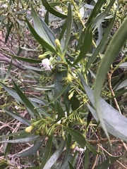 Myoporum montanum