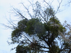 Phoradendron leucarpum